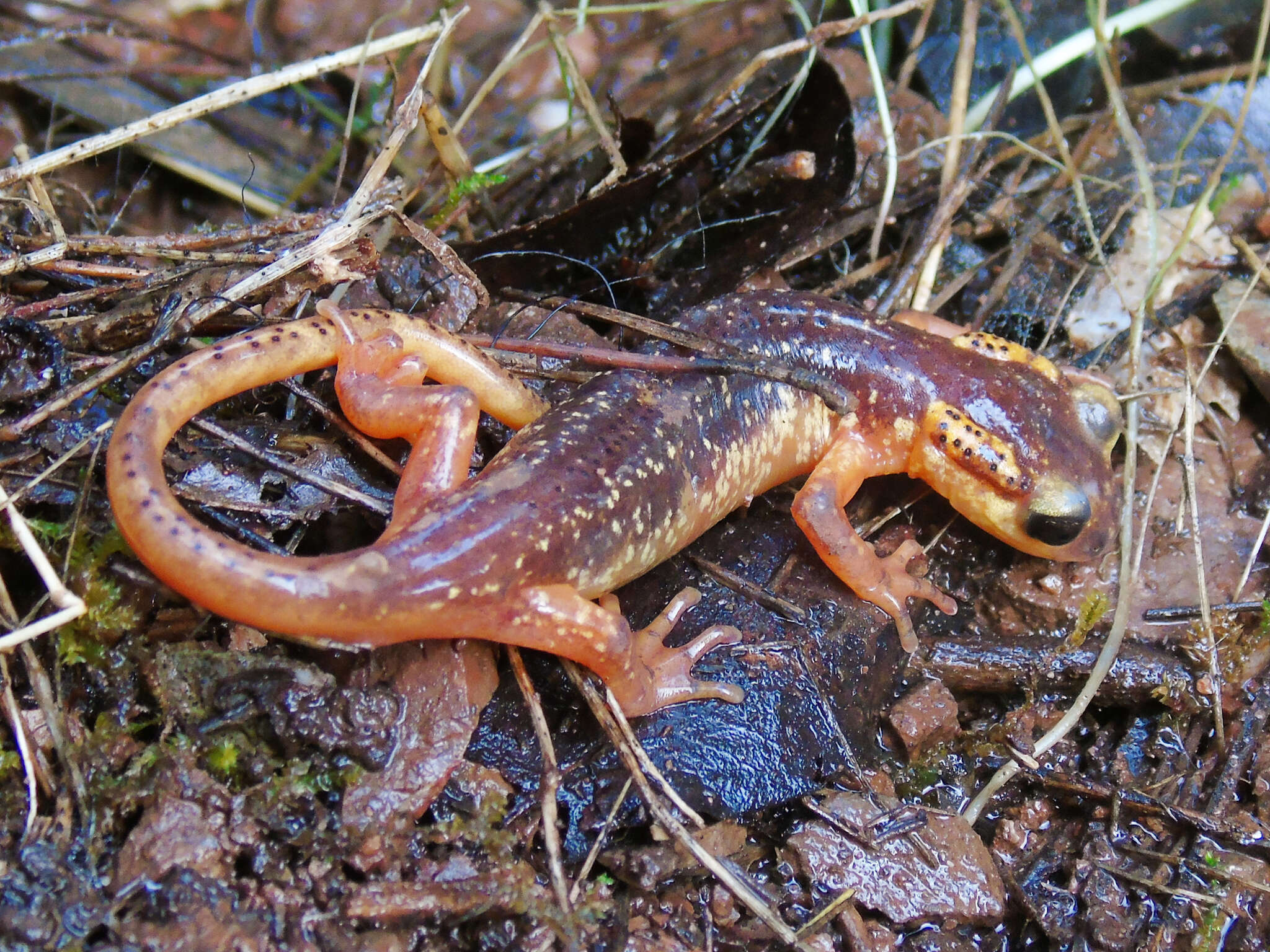 Image of Marmaris Salamander