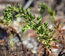 Image de Chrysopsis godfreyi J. C. Semple