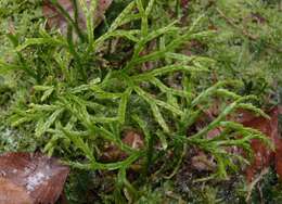 Image of complanate clubmoss