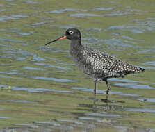 Image of Spotted Redshank