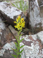 Image of downy ragged goldenrod