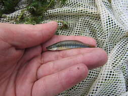 Image of Blackstripe Topminnow