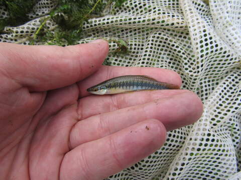 Image of Blackstripe Topminnow