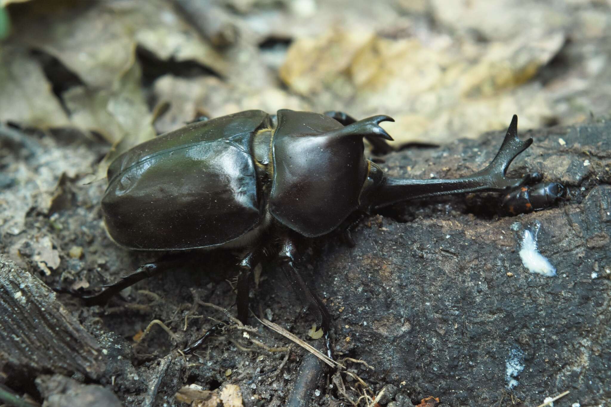 Image de Trypoxylus dichotomus septentrionalis Kono 1931