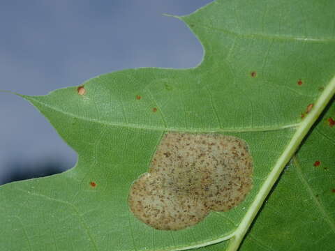 صورة Phyllonorycter basistrigella (Clemens 1859)