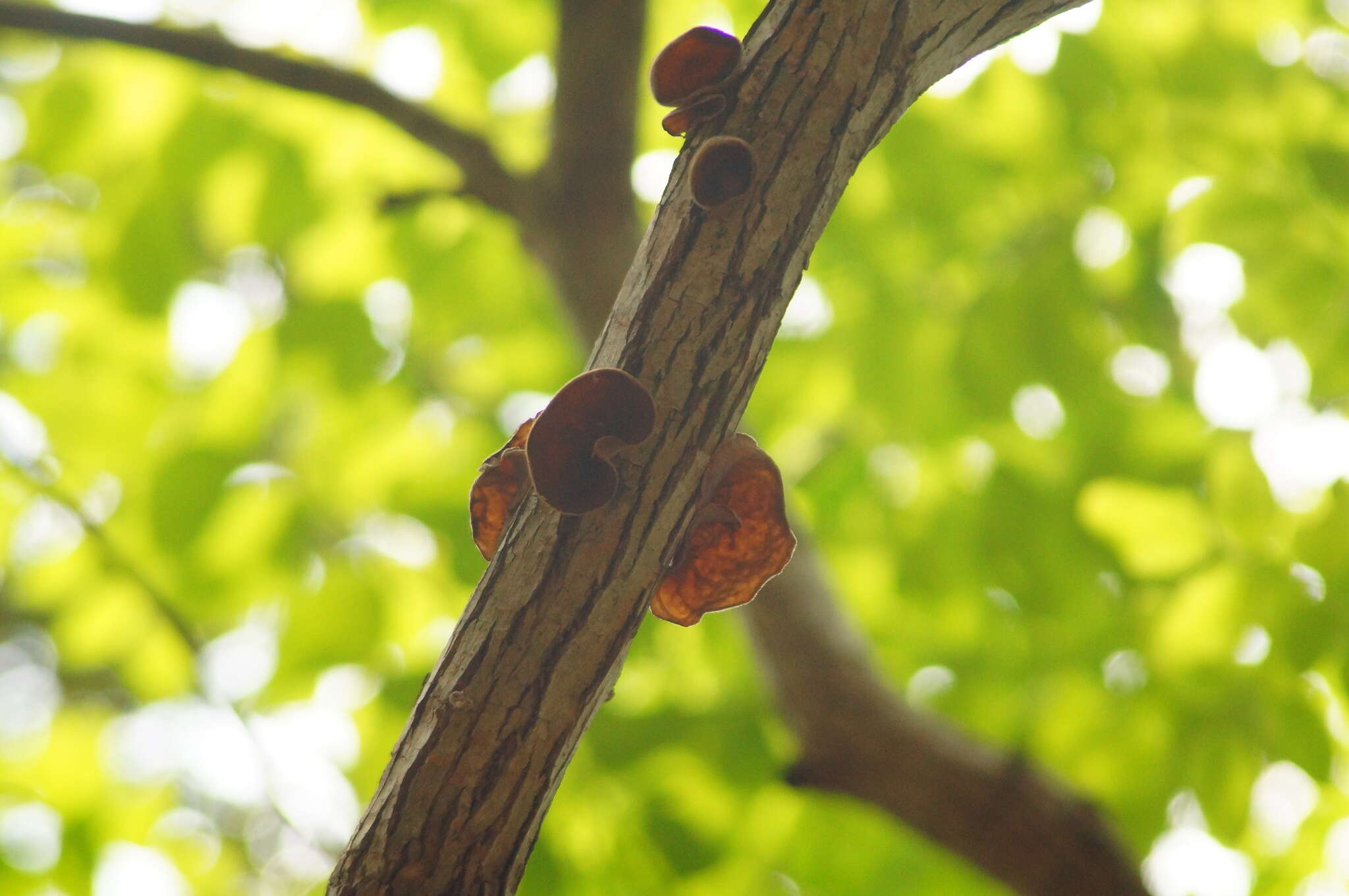 Image of Auricularia delicata (Mont. ex Fr.) Henn. 1893