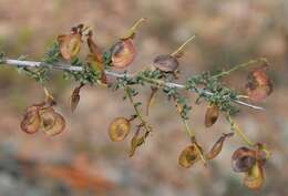 Image of Wiborgia tenuifolia E. Mey.