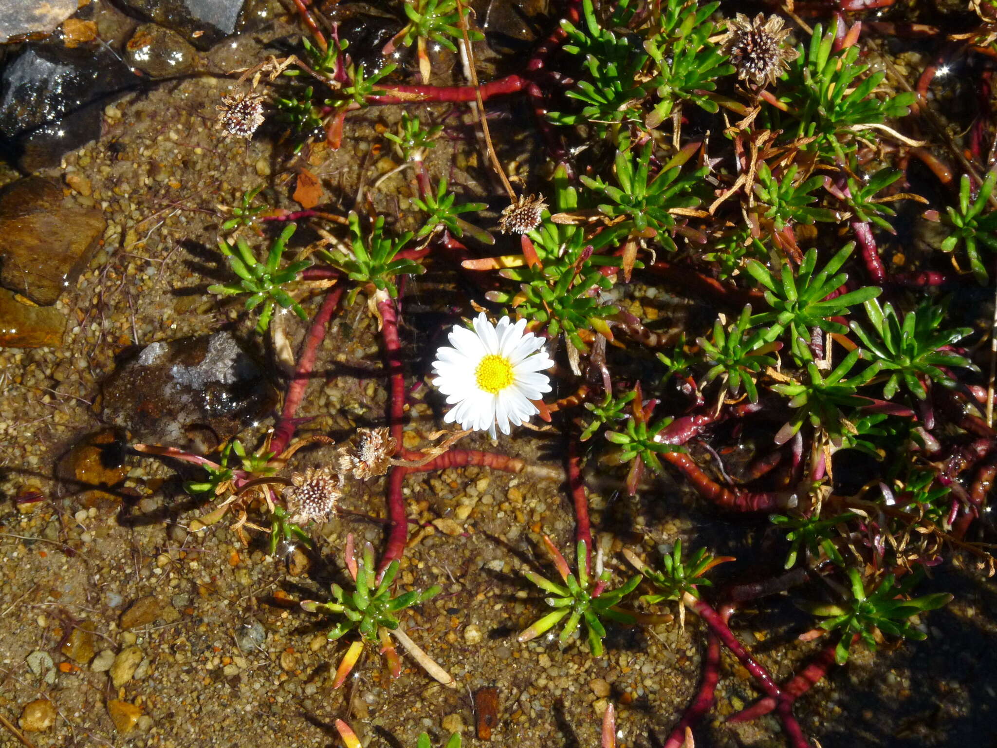 Image of Brachyscome stolonifera G. L. Davis