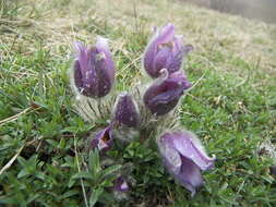 Image of pasqueflower