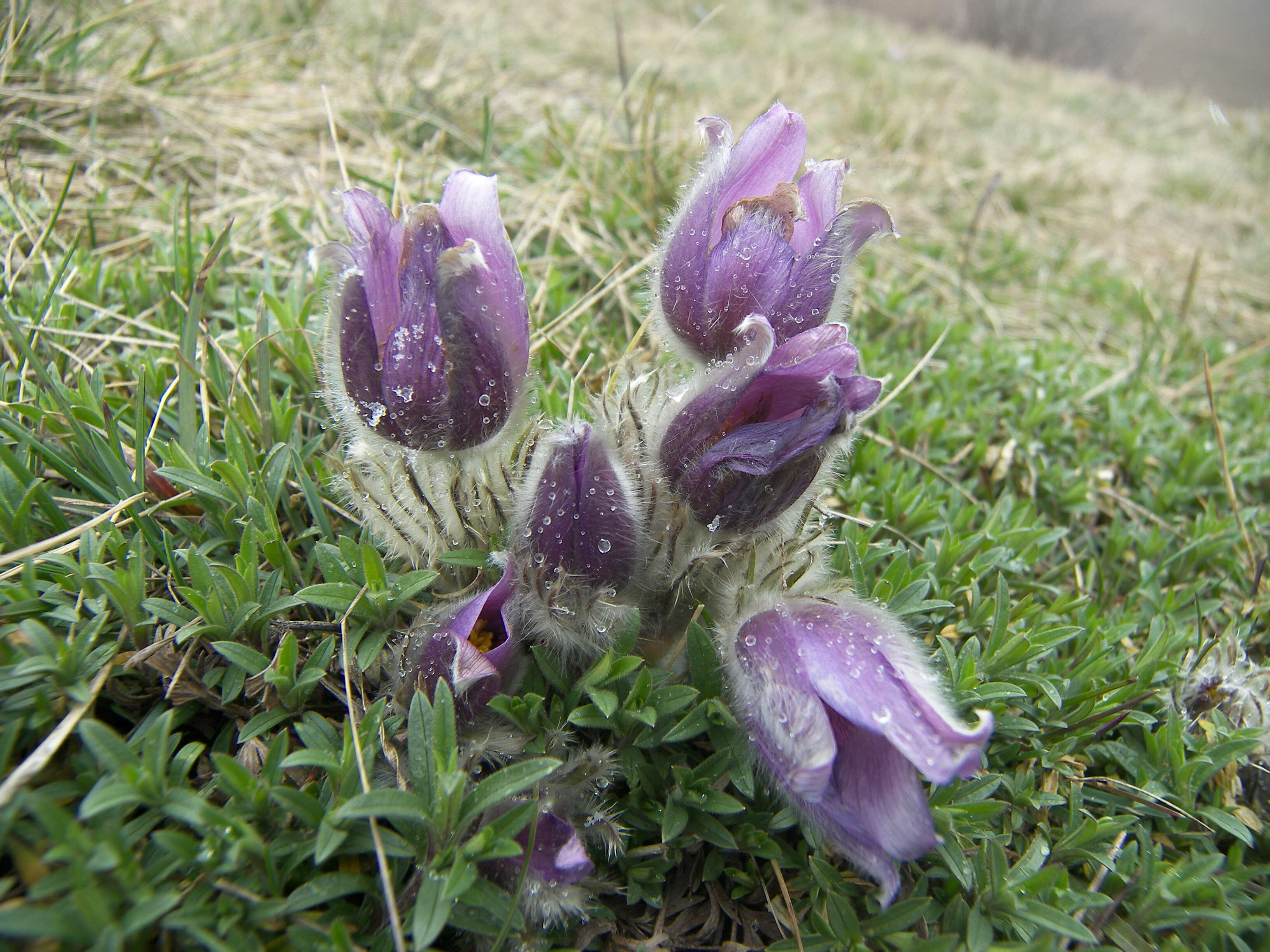 Image of pasqueflower