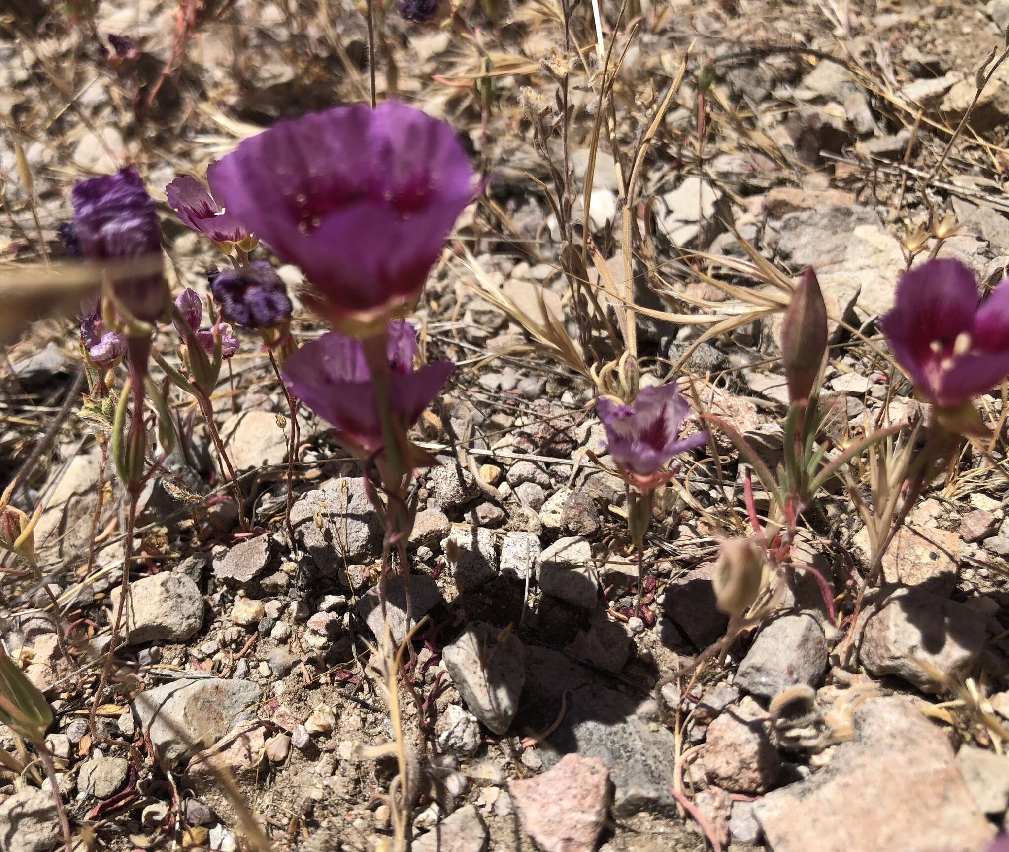 Слика од Clarkia speciosa subsp. speciosa