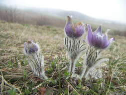 Image of pasqueflower