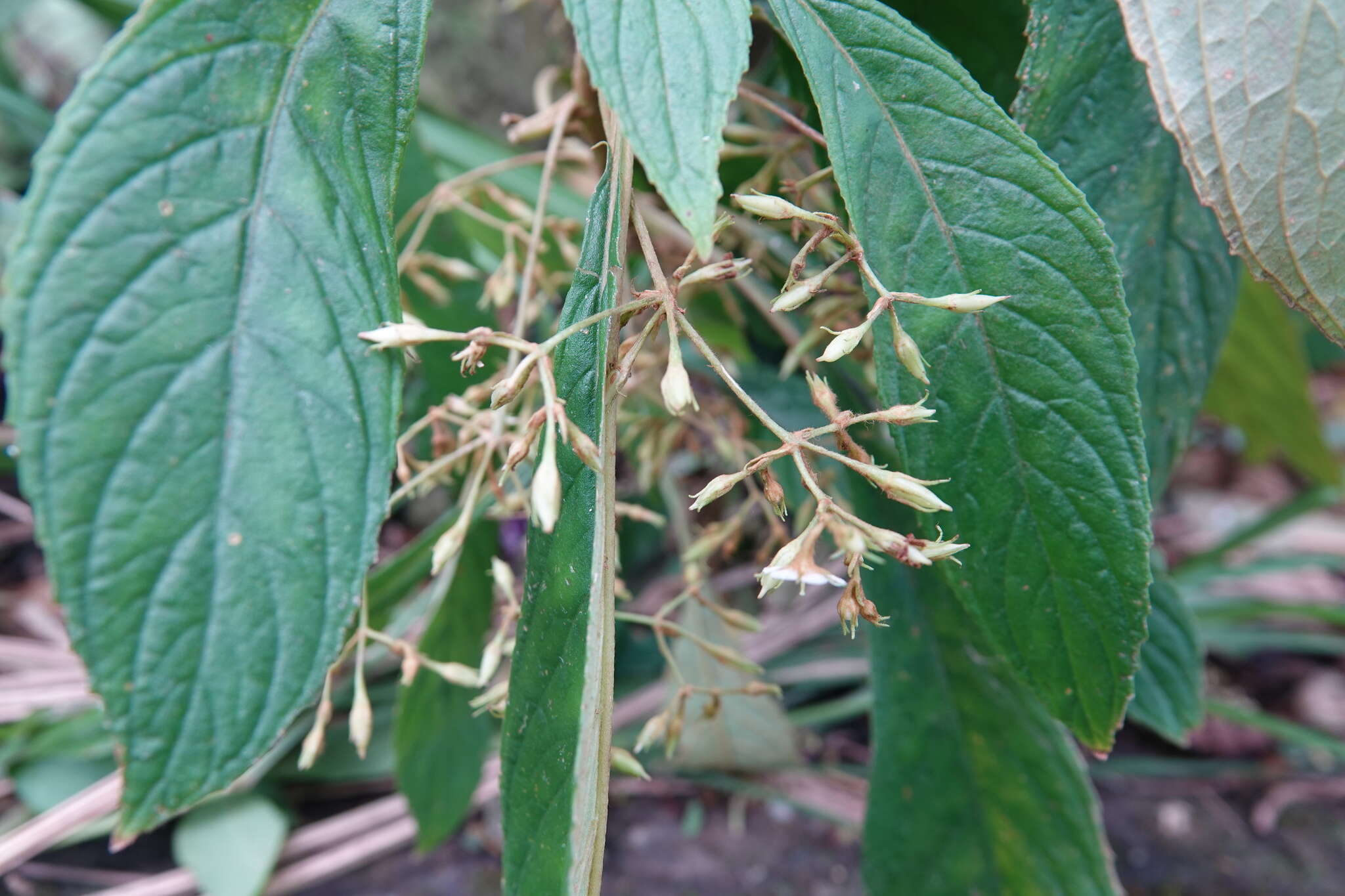 Image of Rhynchotechum discolor (Maxim.) B. L. Burtt