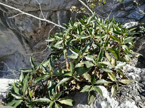 Image of Flourensia monticola M. O. Dillon