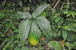 Image of Chlorospatha croatiana Grayum