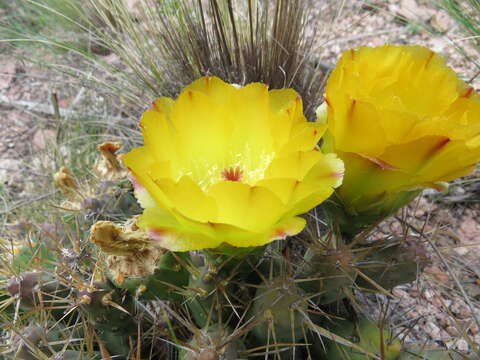 Image de Maihueniopsis glomerata (Haw.) R. Kiesling