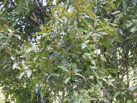 Image of Quercus acutifolia Née