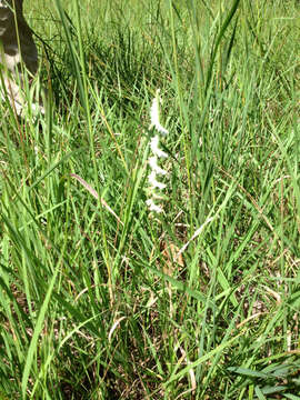 Image of northern slender lady's tresses