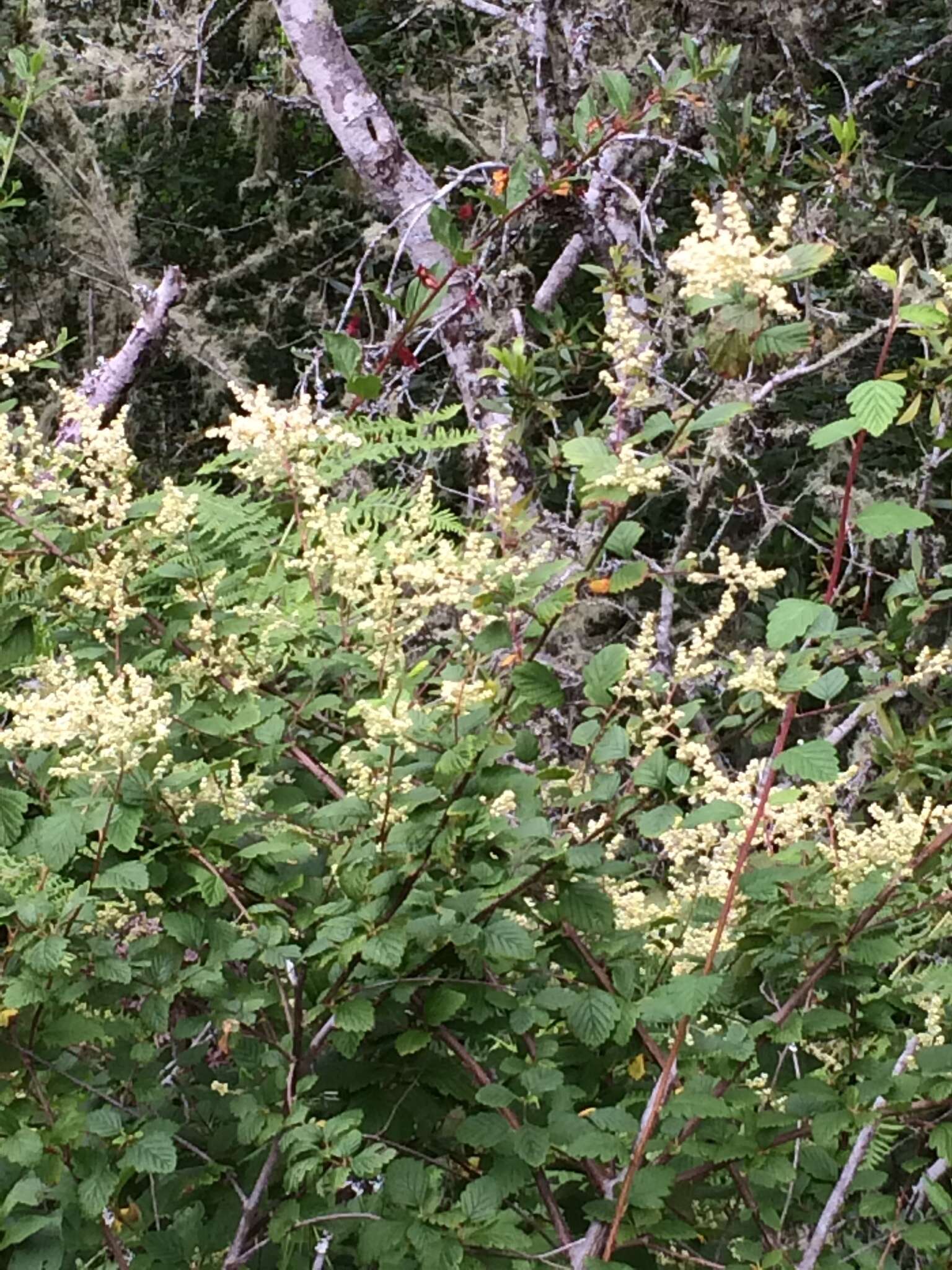 Plancia ëd Holodiscus discolor var. discolor