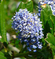 Image of blueblossom