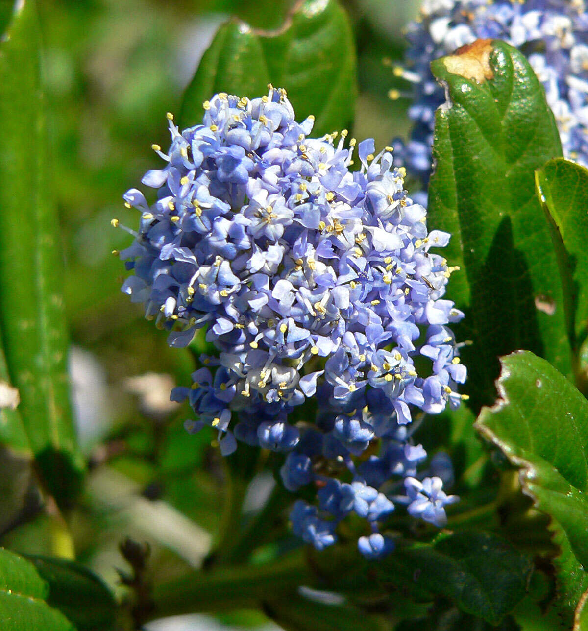 Image of blueblossom