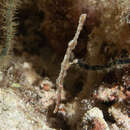 Image of Delicate ghost pipefish
