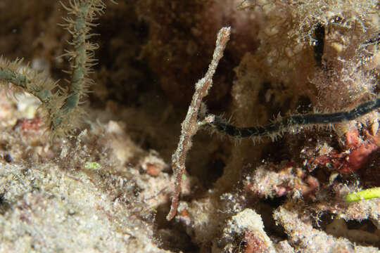 Image of Delicate ghost pipefish