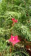 Image of Cypress Vine