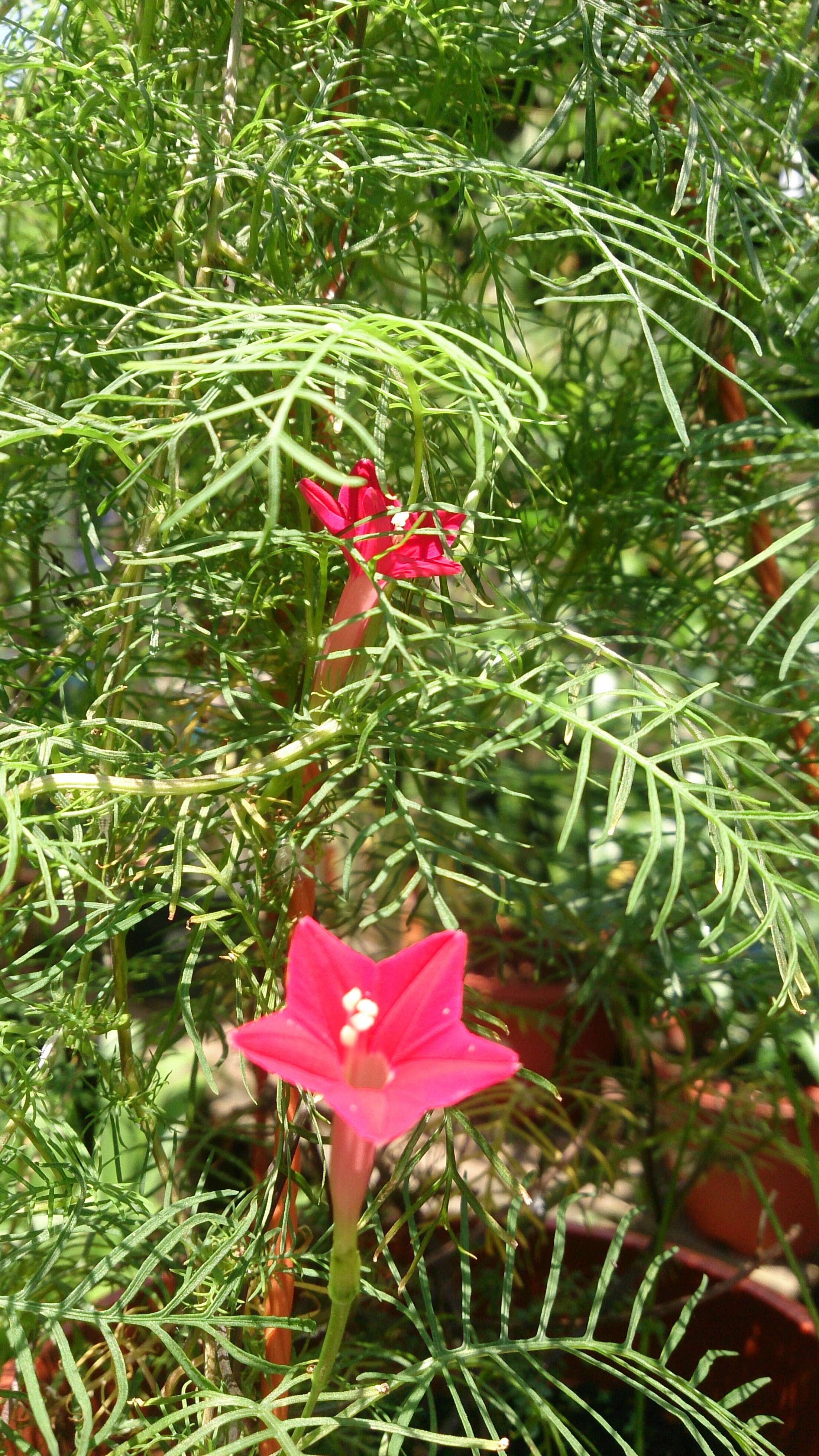 Image of Cypress Vine