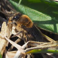 Image of Colletes cunicularius (Linnaeus 1761)