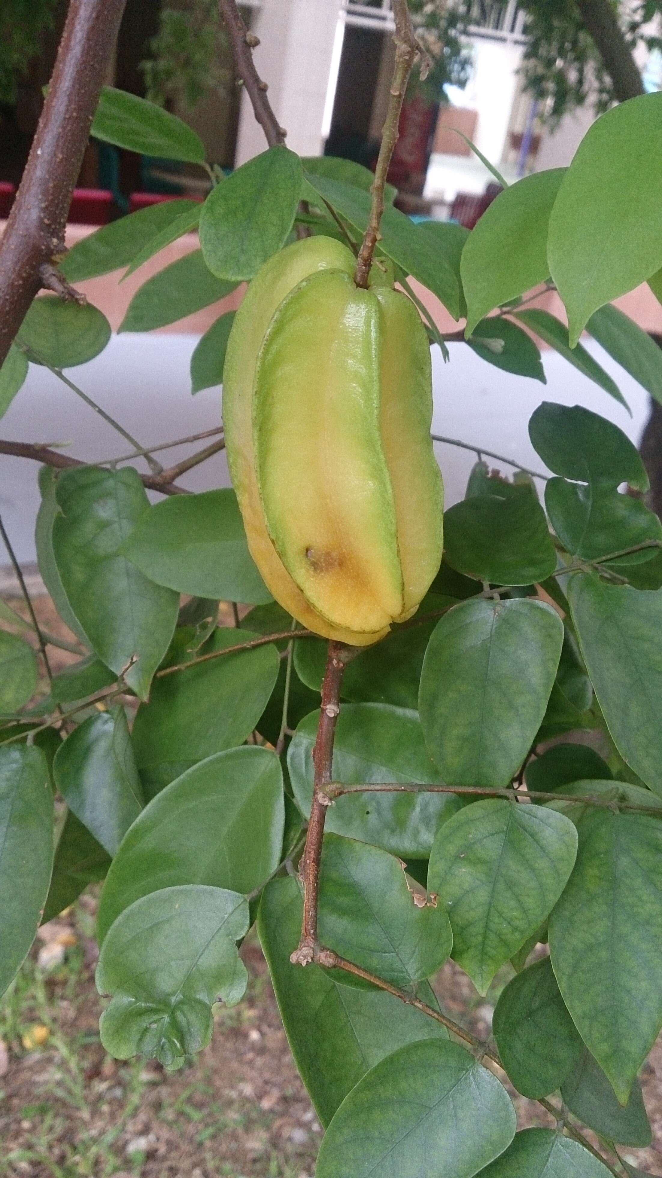 Plancia ëd Averrhoa carambola L.