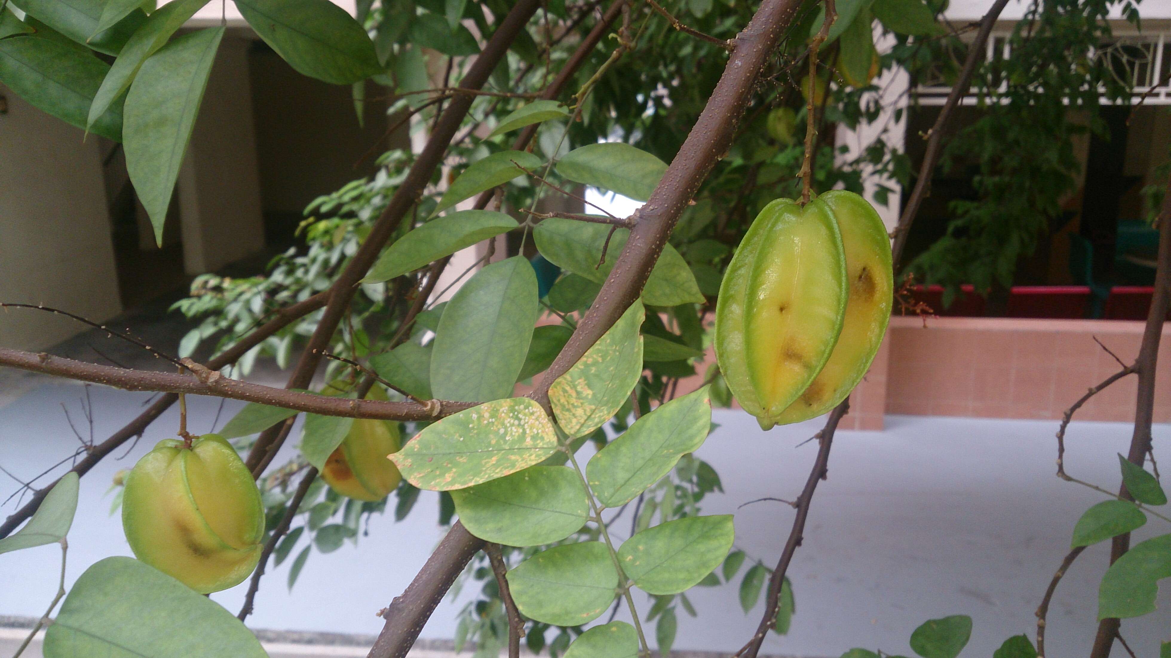 Image of carambola