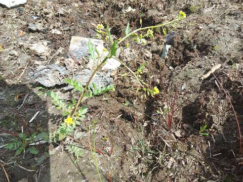 Plancia ëd Rorippa barbareifolia (DC.) Kitag.