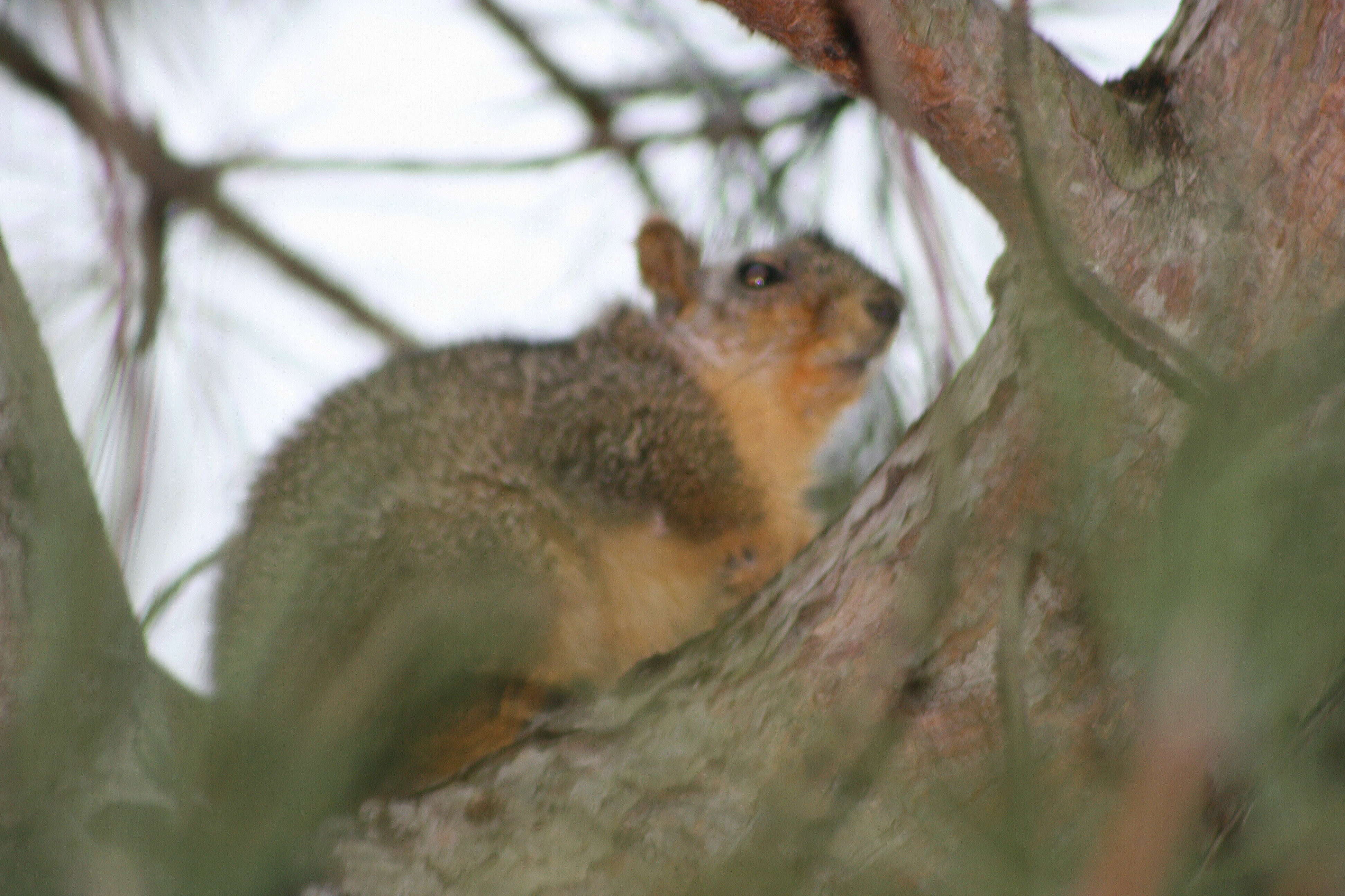 Image of Sciurus subgen. Sciurus Linnaeus 1758