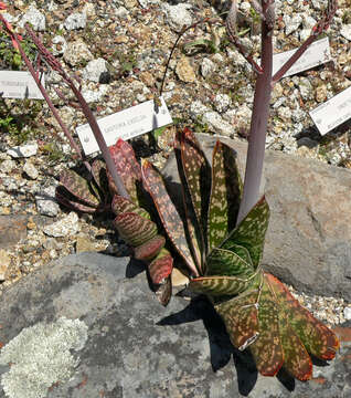 Image of Gasteria excelsa Baker