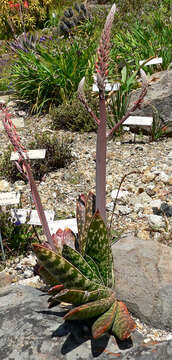 Image of Gasteria excelsa Baker