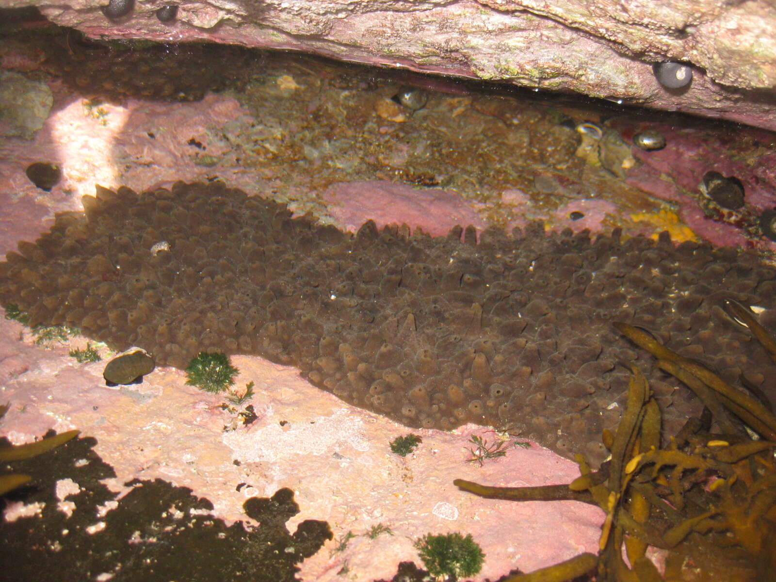 Plancia ëd Polymastia fusca Bergquist 1961