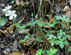 Imagem de Geranium richardsonii Fisch. & Trautv. ex Fisch., C. A. Mey. & Trautv.