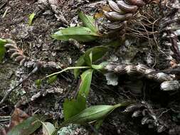 Conchidium japonicum (Maxim.) S. C. Chen & J. J. Wood的圖片