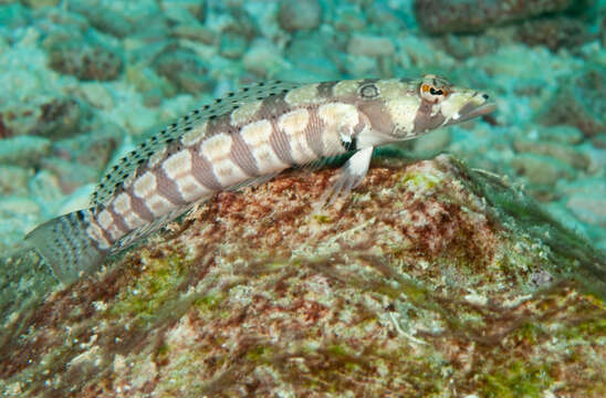 Image of Reticulated sandperch