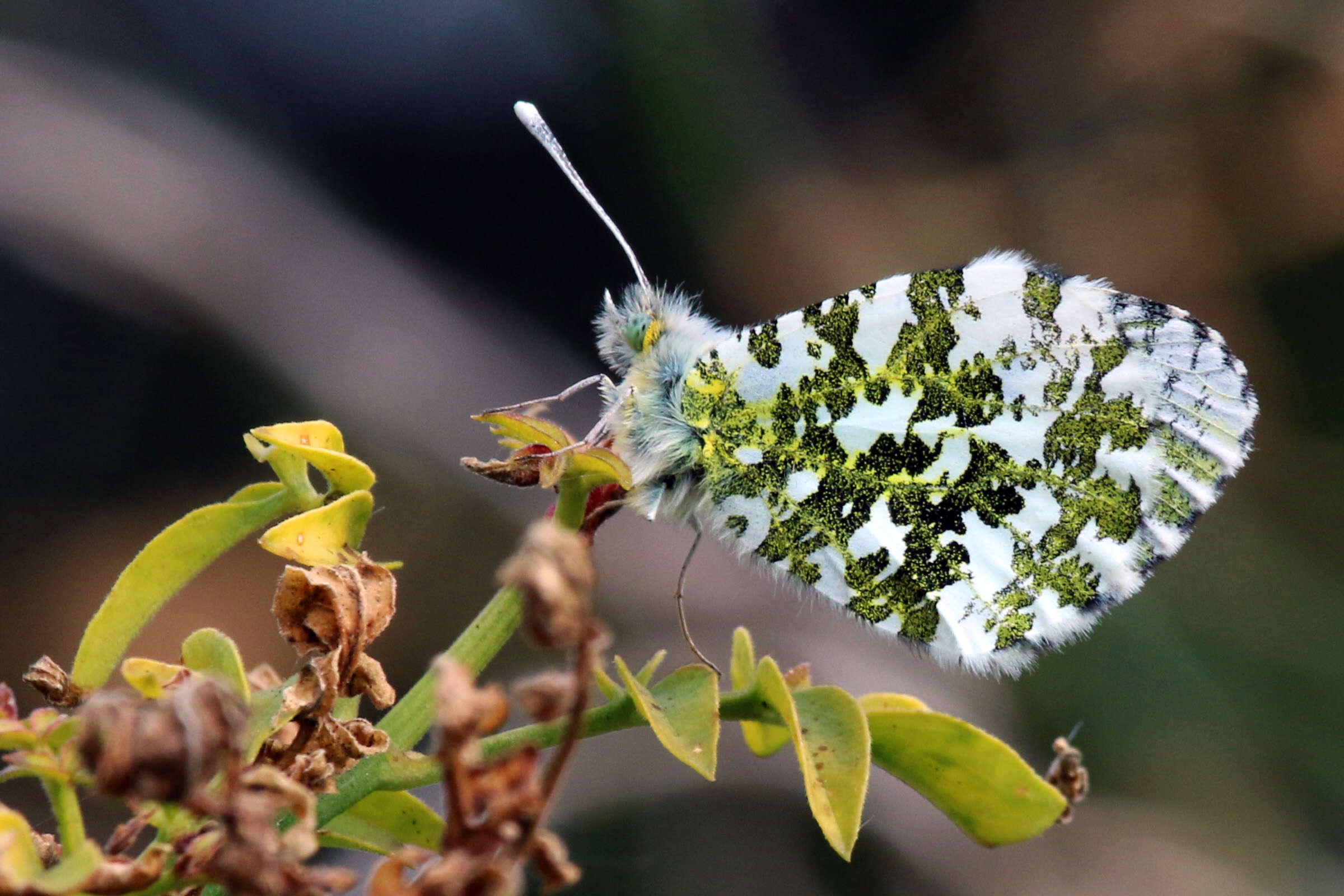 Image of orange tip