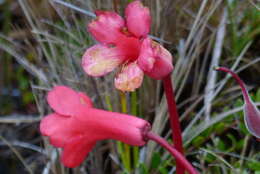 صورة Rhododendron saxifragoides J. J. Smith