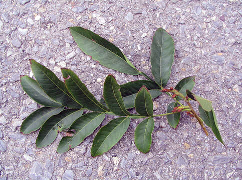 Pterocarya stenoptera C. DC. resmi