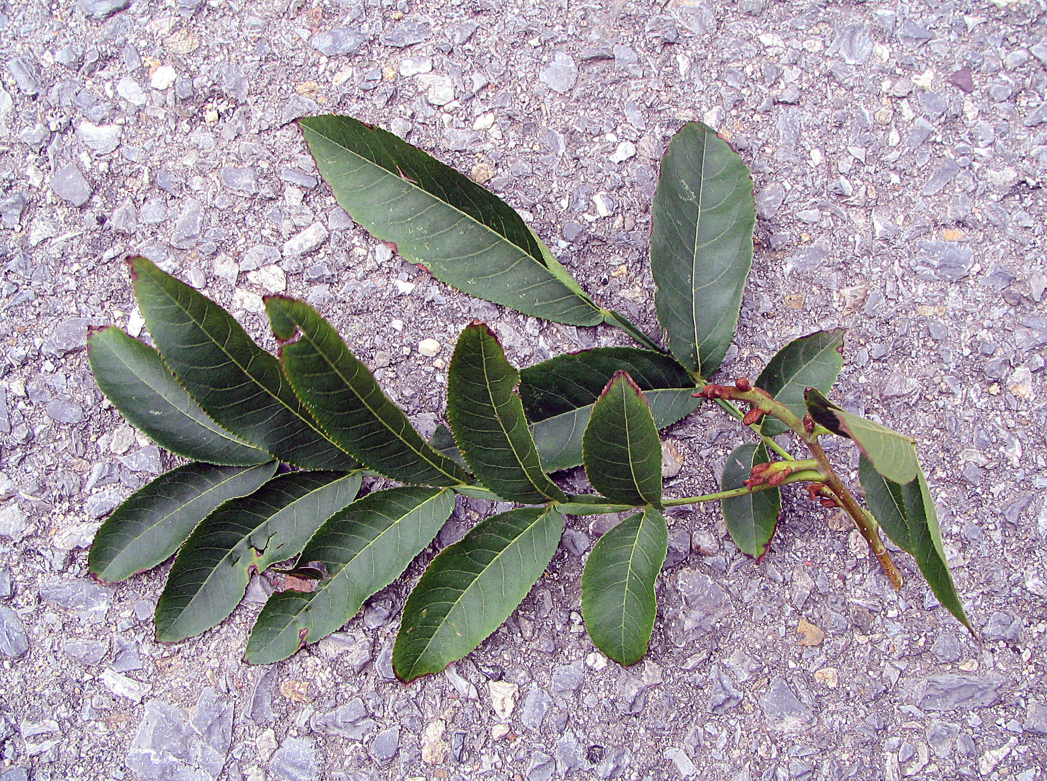 Слика од Pterocarya stenoptera C. DC.