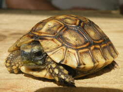 Image of Southeastern hinge-back tortoise