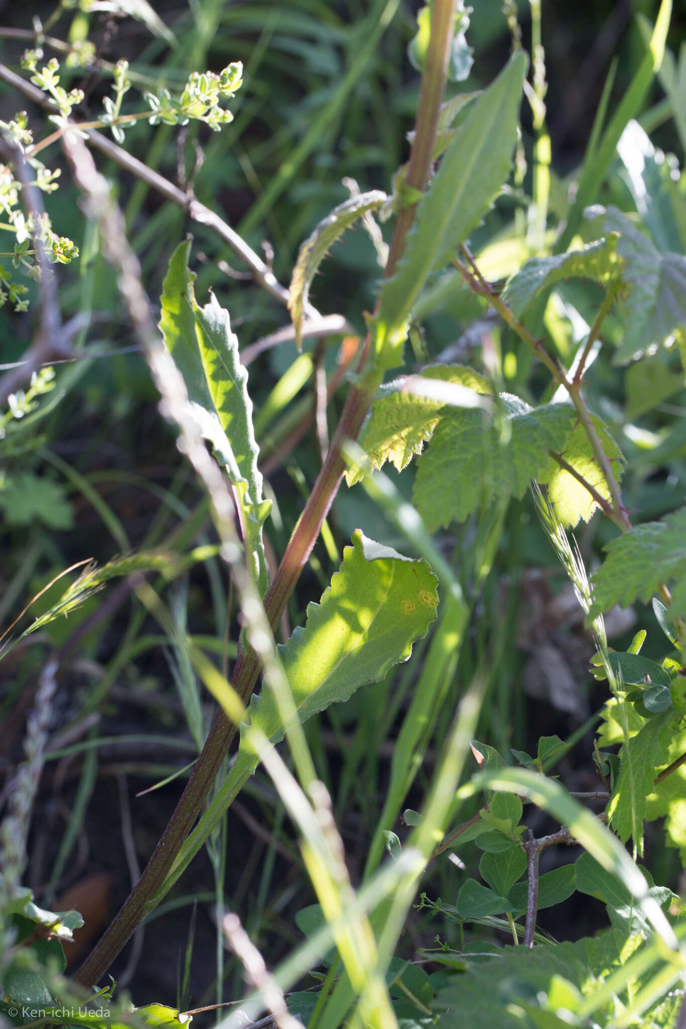 Image of rayless ragwort