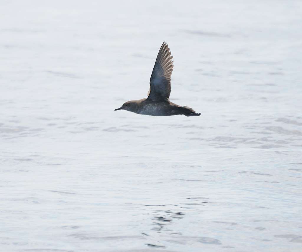 Image of Balearic Shearwater