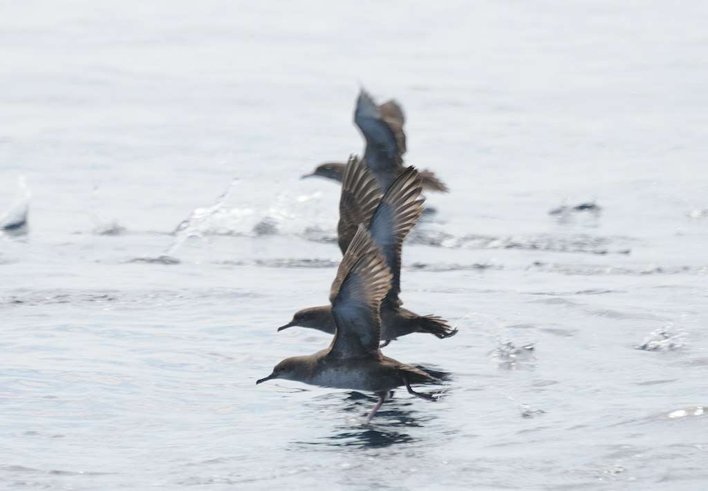 Imagem de Puffinus mauretanicus Lowe 1921