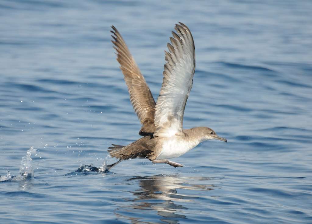 Imagem de Puffinus mauretanicus Lowe 1921