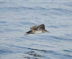 Image of Balearic Shearwater